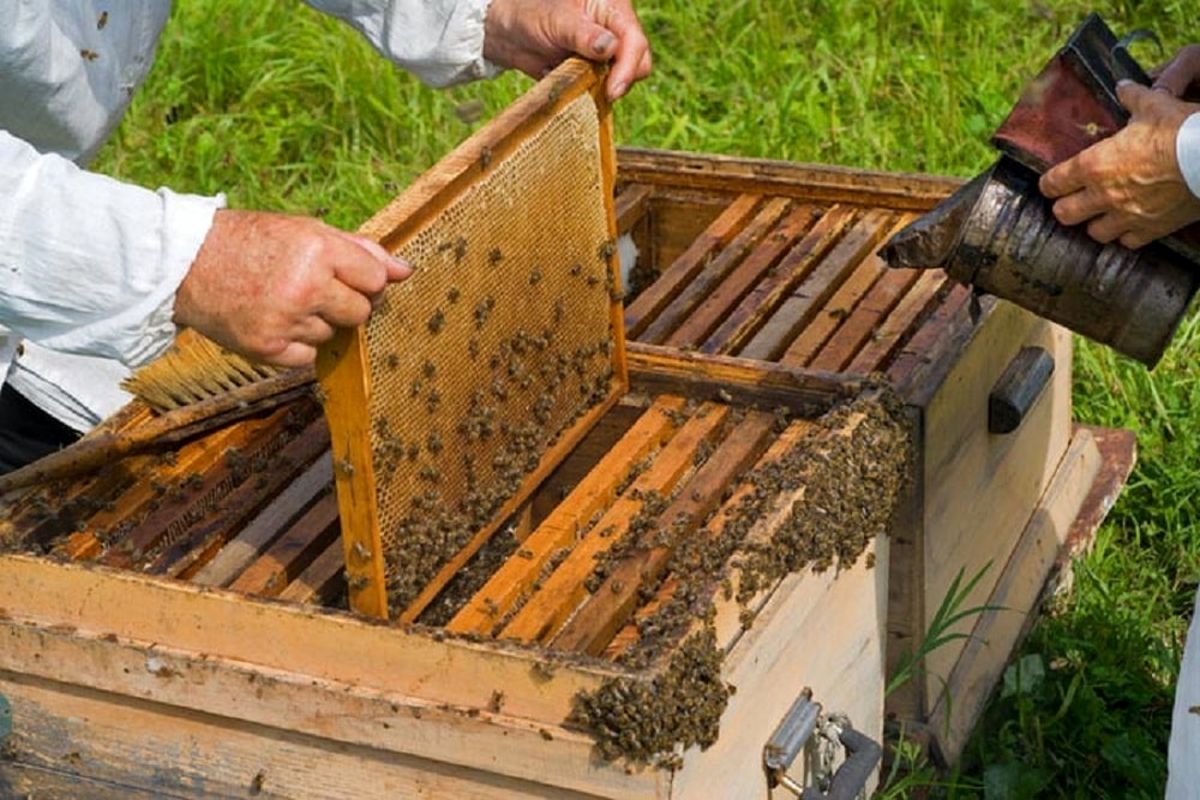 توزیع ۸۸۰ تن شکر بین زنبورداران  لرستان / فعالیت  ۳ هزار و ۱۵۰ زنبوردار در استان