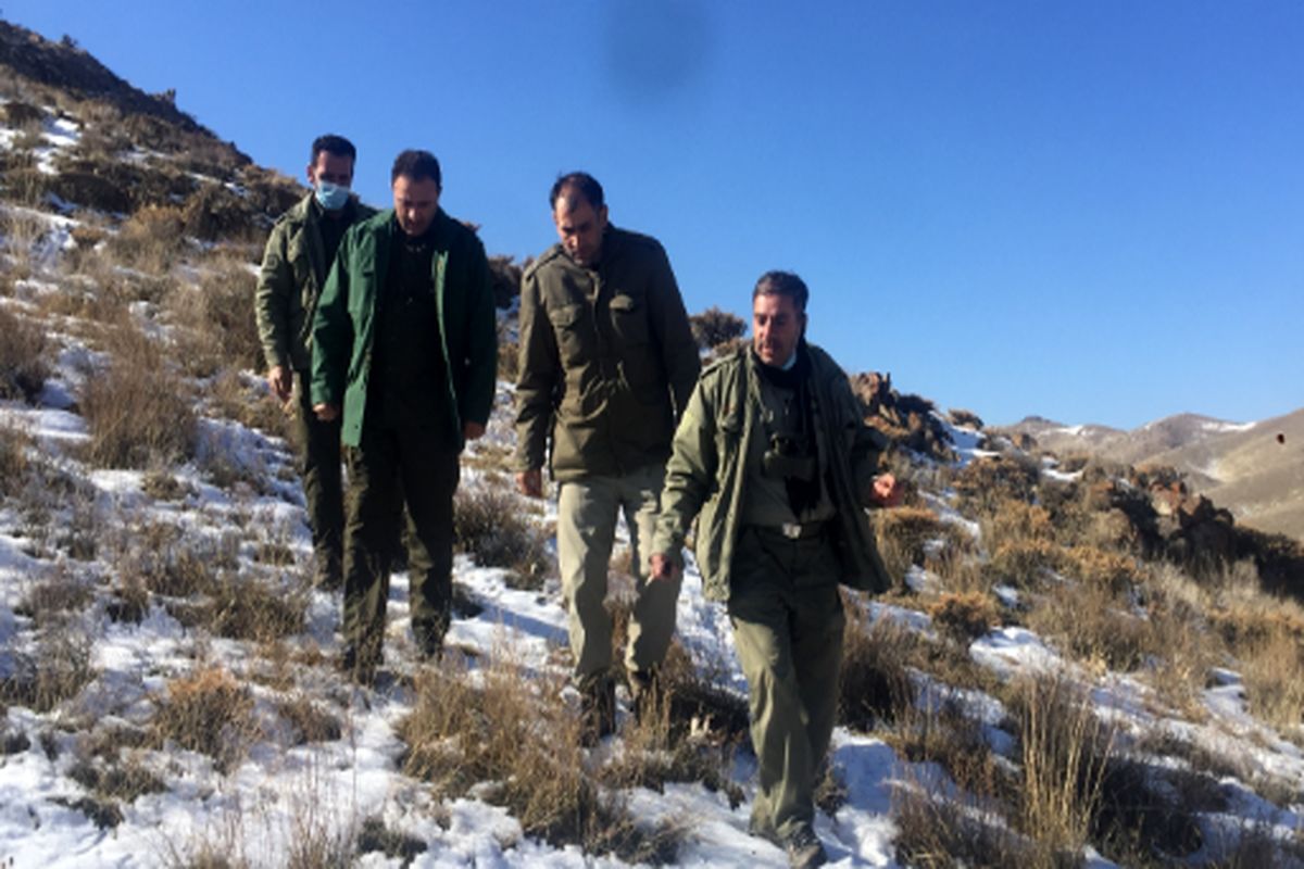 عملیات سرشماری زمستانه وحوش در استان قزوین آغاز شد