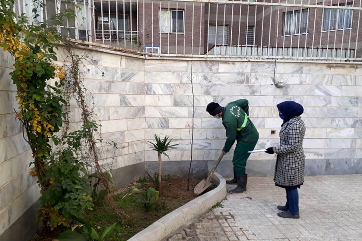 توزیع ۷هزار نهال مثمر رایگان در محله های مرکزی شهر تهران آغاز شد