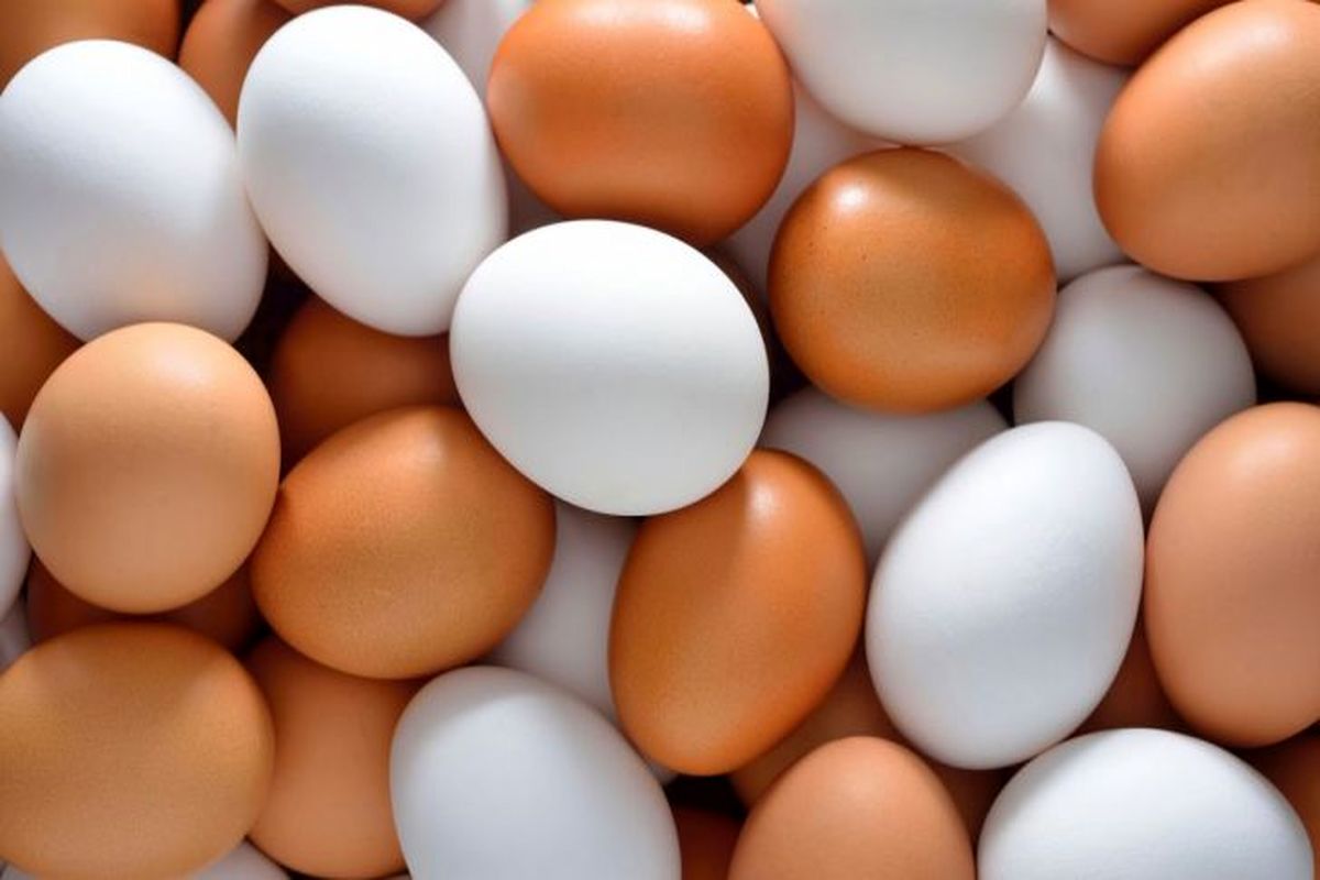 آغاز توزیع تخم‌مرغ با قیمت مصوب از امروز در تهران