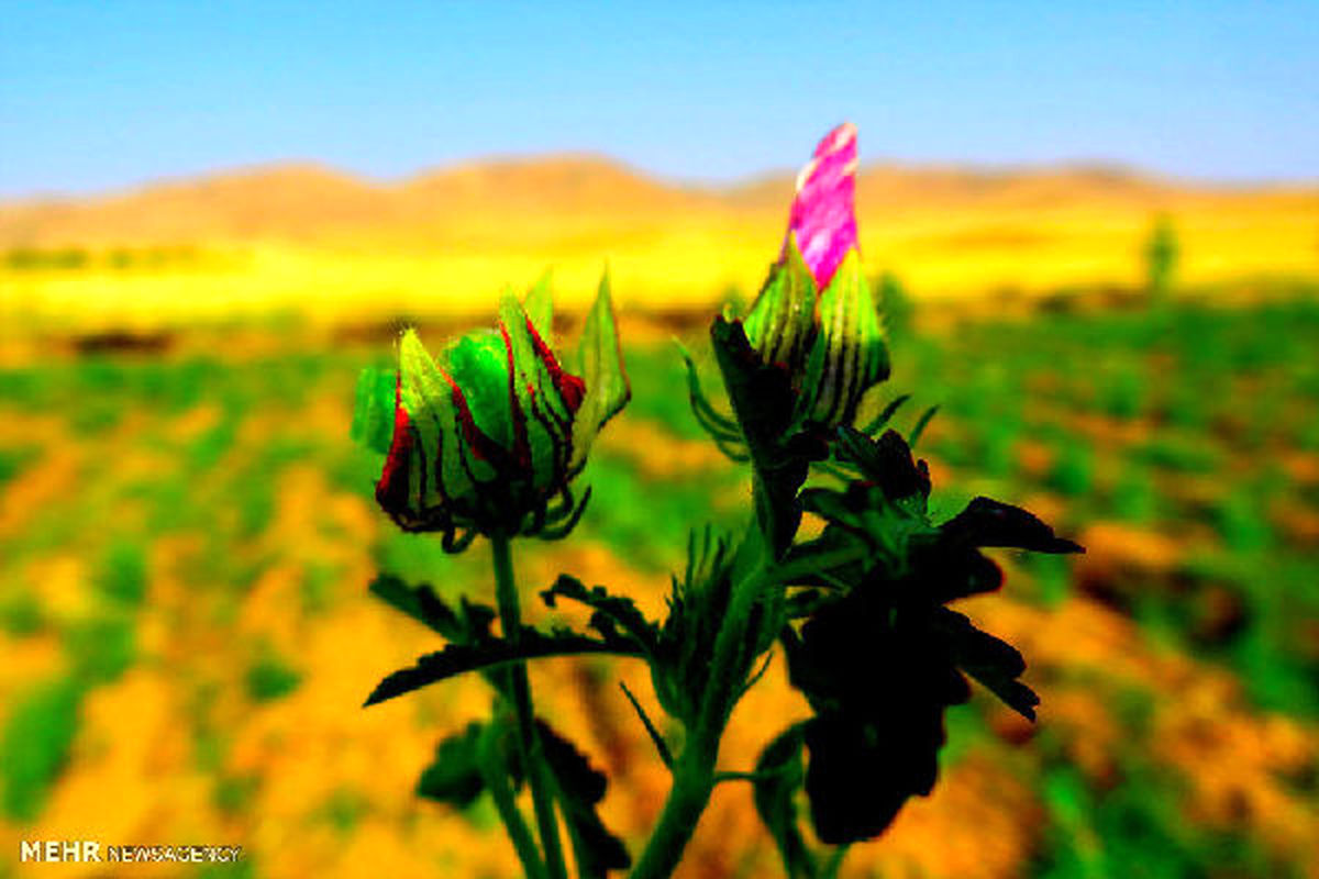 امضای موافقت‌نامه همکاری ایران، قطر و عمان در زمینه حفظ نباتات و قرنطینه گیاهی