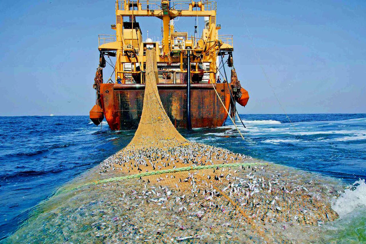 صید ترال در خلیج فارس چگونه است؟