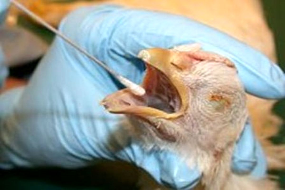 انجام تست PCR برای تشخیص آنفلوآنزای فوق حاد پرندگان در همدان