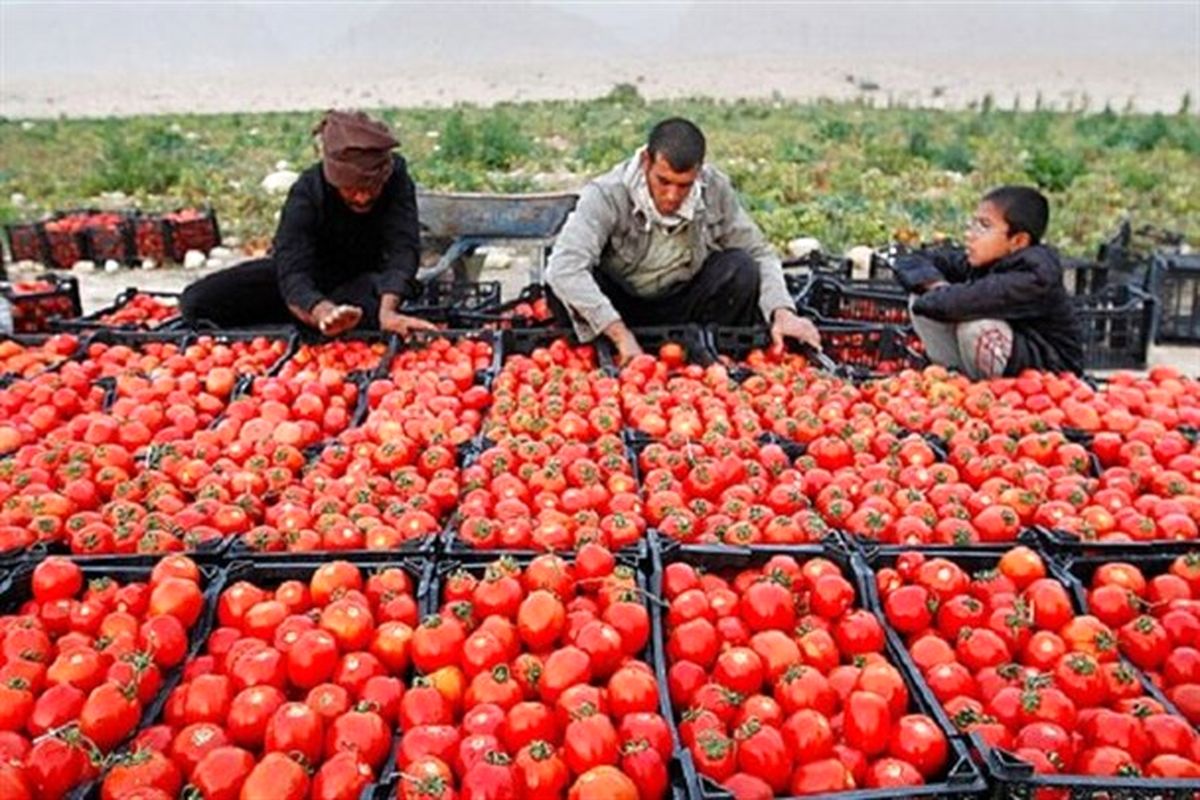 یارانه گوجه فرنگی به کشاورزان استان همدان پرداخت شد