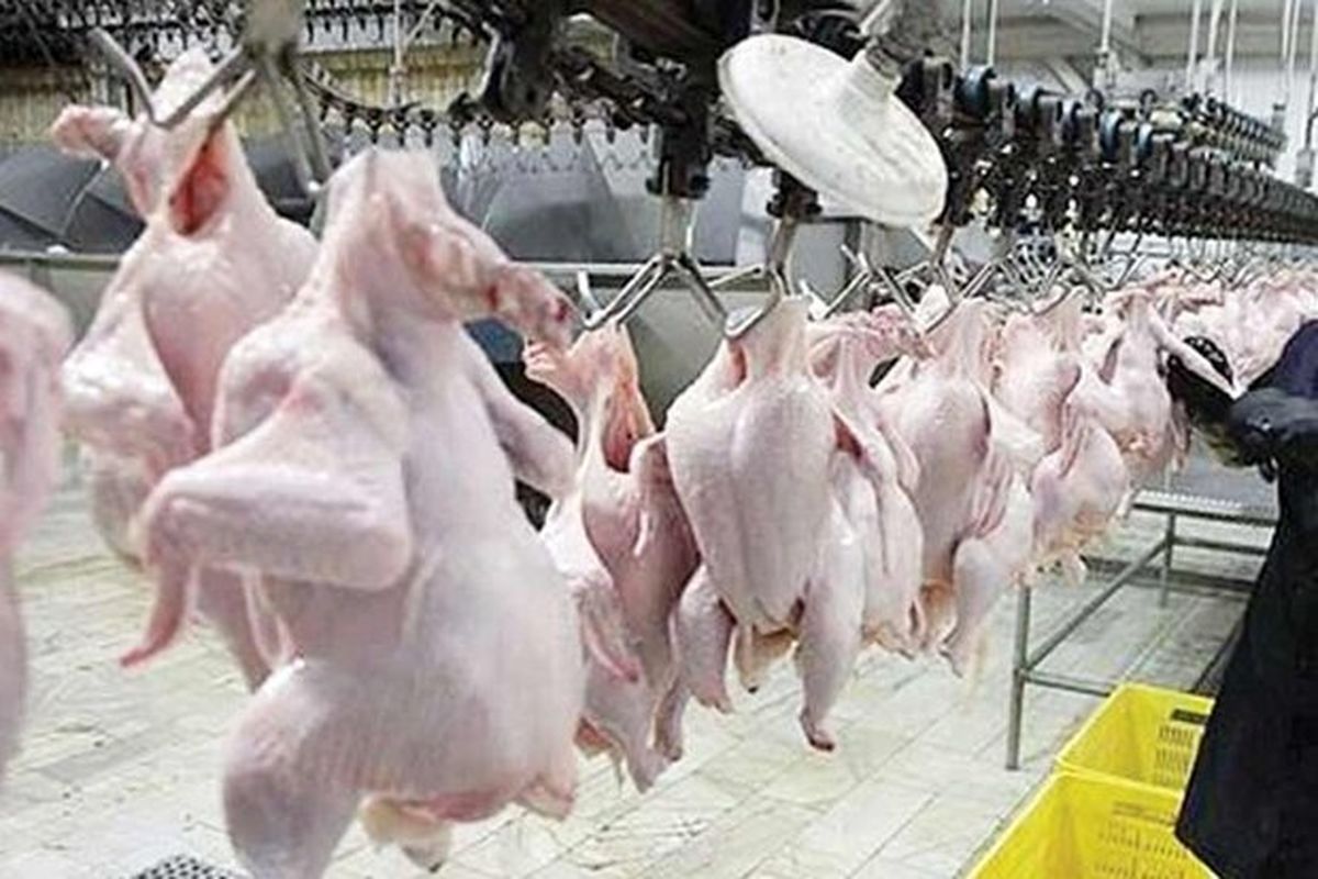 هشت هزار و ۵۴۵ تن گوشت مرغ در شیروان تولید شد
