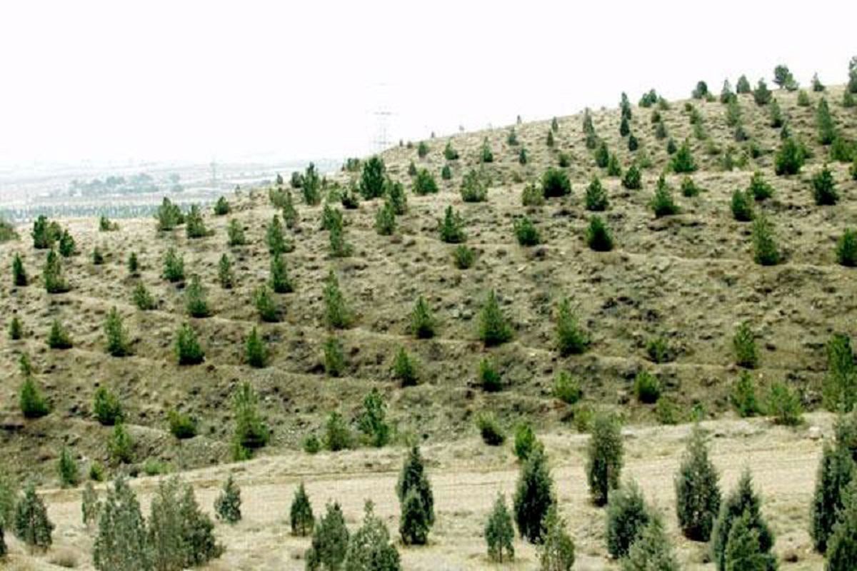 اجرای فاز دوم پروژه کشت صنعتی و متراکم درختان اکالیپتوس با ۸۰ هزار اصله نهال