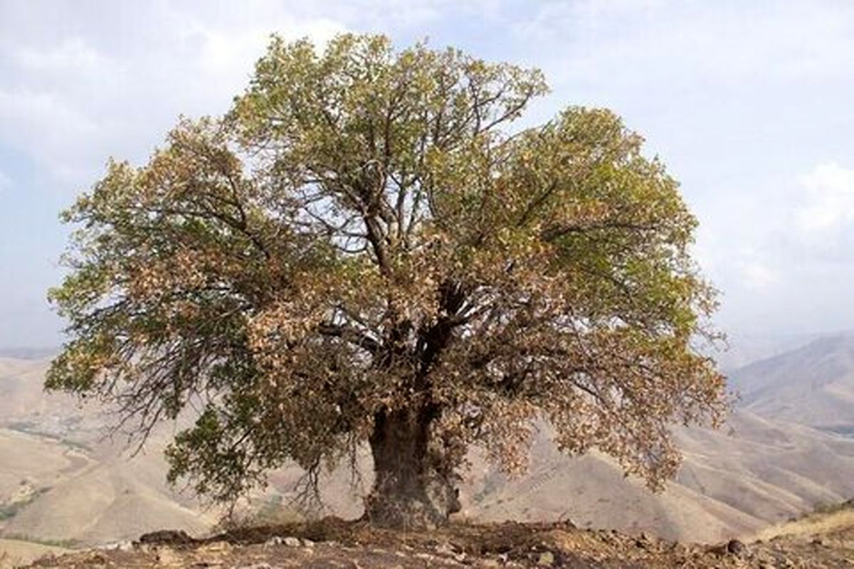هشت درخت کهنسال کردستان ثبت ملی می شوند