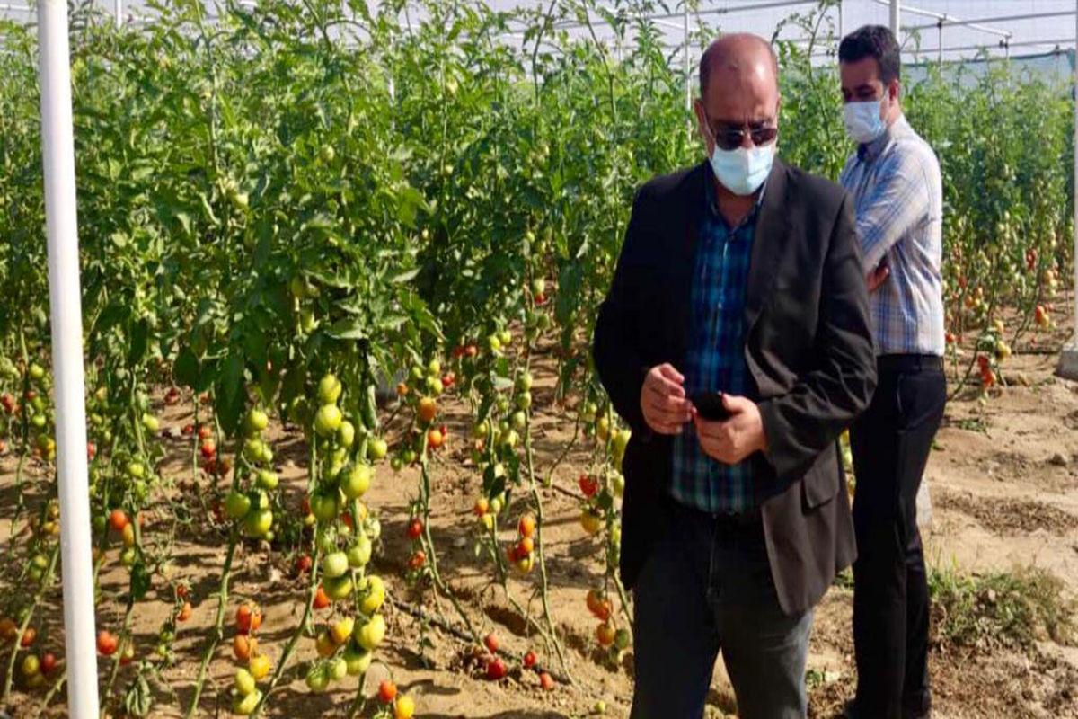 توسعه گلخانه های تجاری در منطقه خمیر