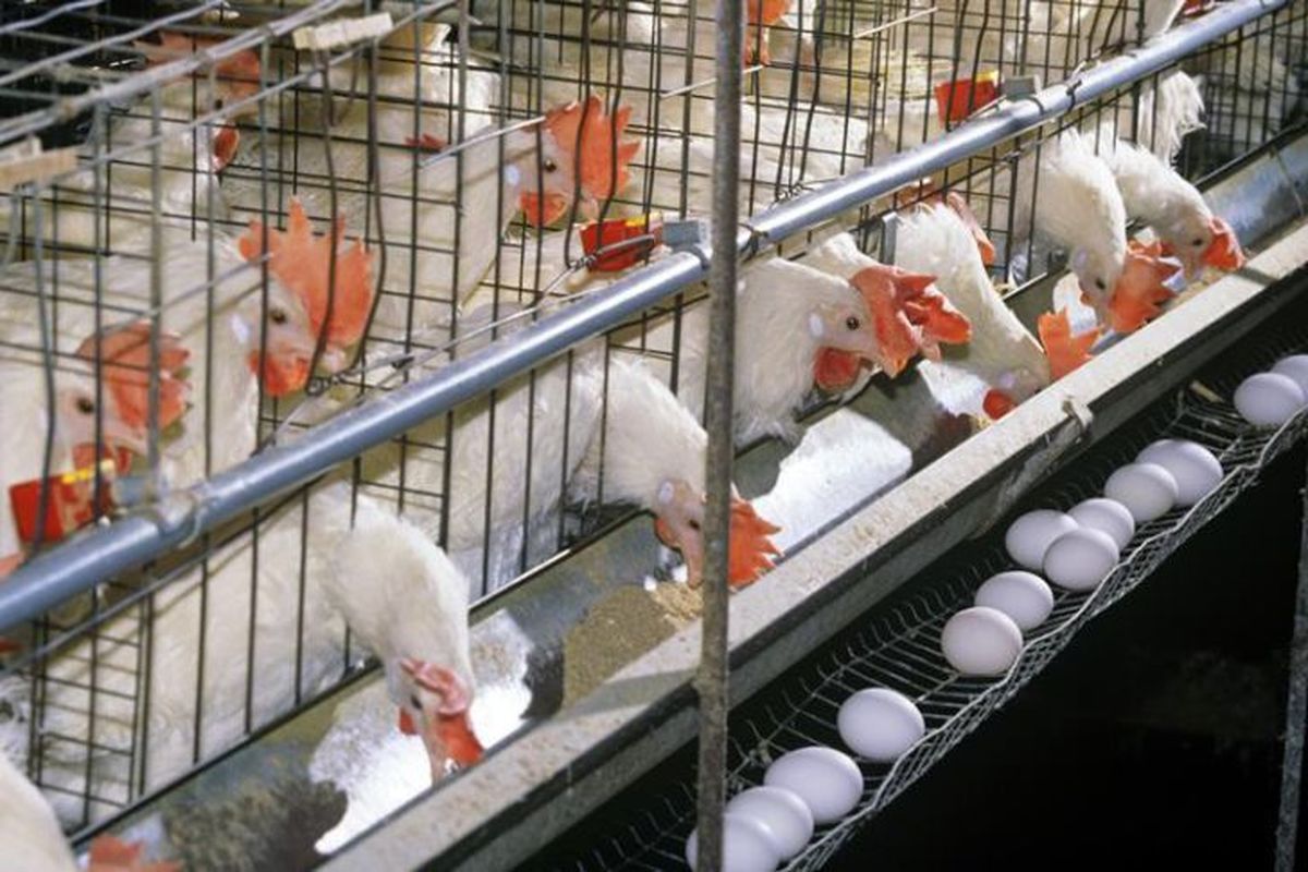 تخلف عرضه تخم مرغ در استان سمنان به ارزش ۸۰ میلیارد ریال ثبت شد