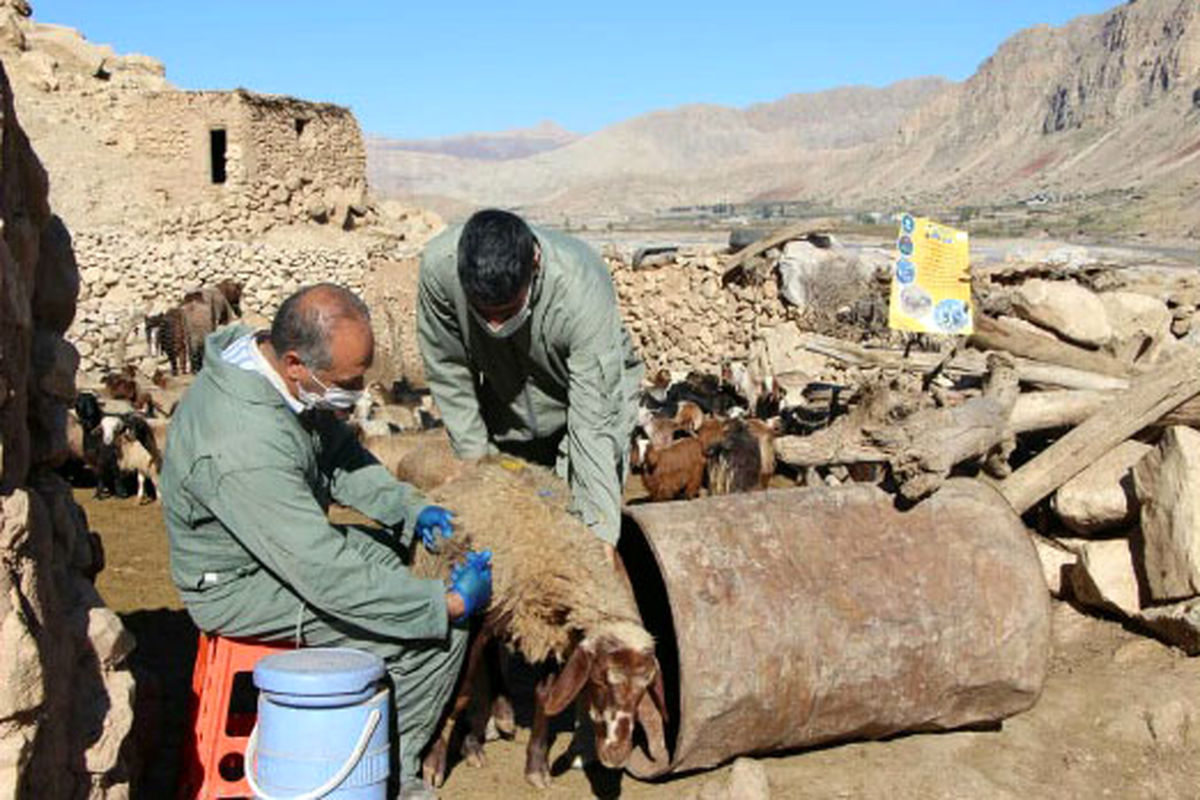 شروع واکسیناسیون گسترده بر علیه بیماری تب مالت در مناطق عشایری استان