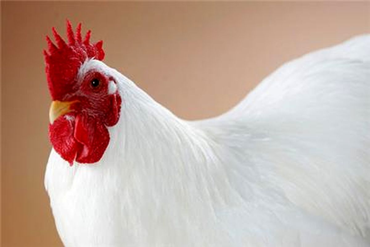 کشف ۳ هزار مرغ زنده قاچاق در شهرستان "بافت"