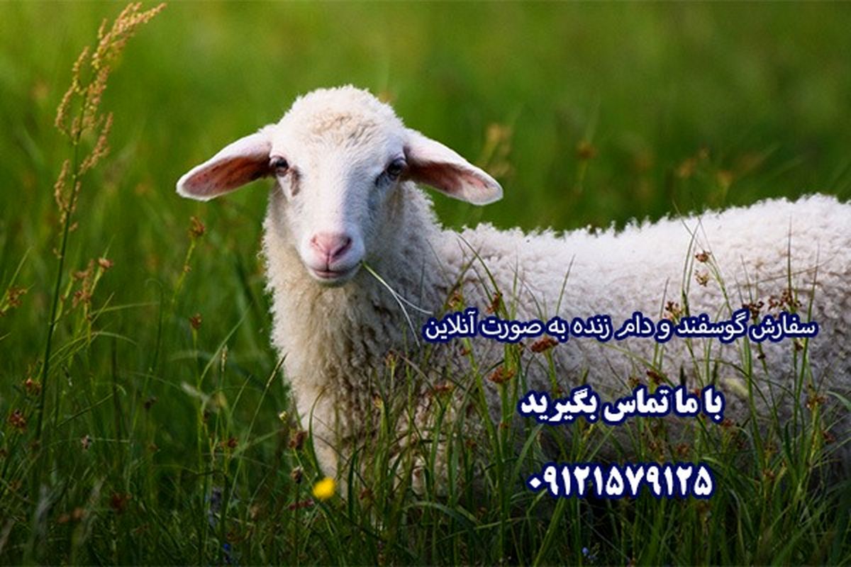 گوسفند زنده و دام زنده را در سایت ۲۰ دام بخرید