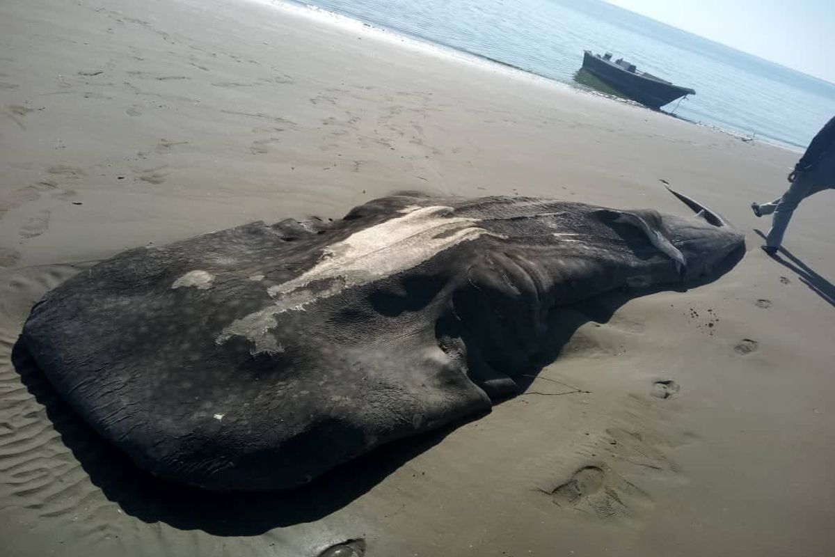 مشاهده لاشه یک کوسه نهنگ عظیم الجثه در نوار ساحلی جنوب کشور