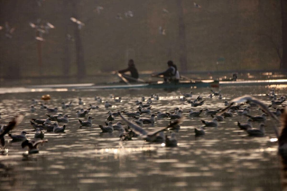 آغاز دور جدید اردوی تیم ملی روئینگ  در دریاچه آزادی