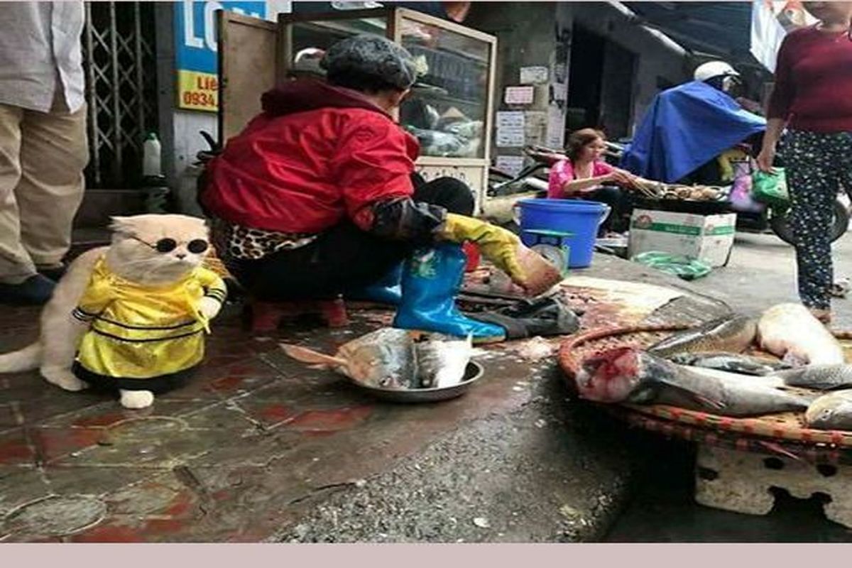 گربه‌ای که در بازار ماهی فروشان، فروشنده است!+عکس