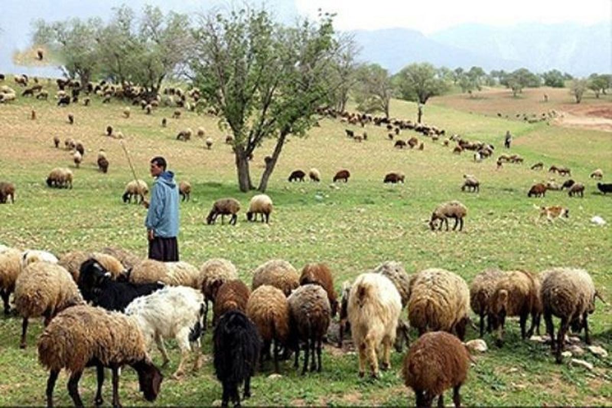 عشایر خراسان شمالی به لحاظ تولید گوشت قرمز و سایر فراورده های دامی در کشور رتبه ۱۲ را دارد