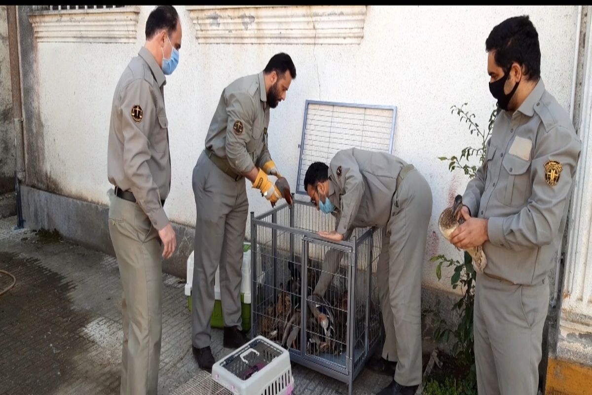 کشف و ضبط ۴۵ قطعه انواع مرغابی در شفت