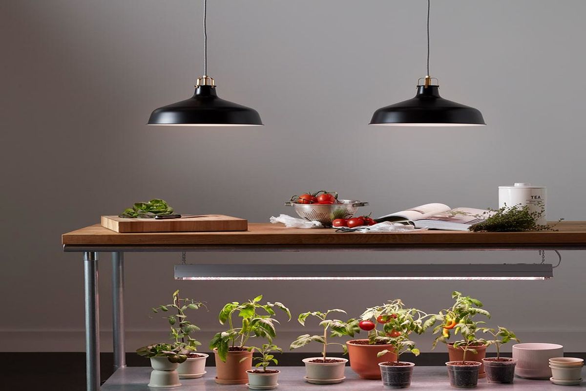 انتخاب لامپ رشد گیاه و نور مناسب گیاهان آپارتمانی