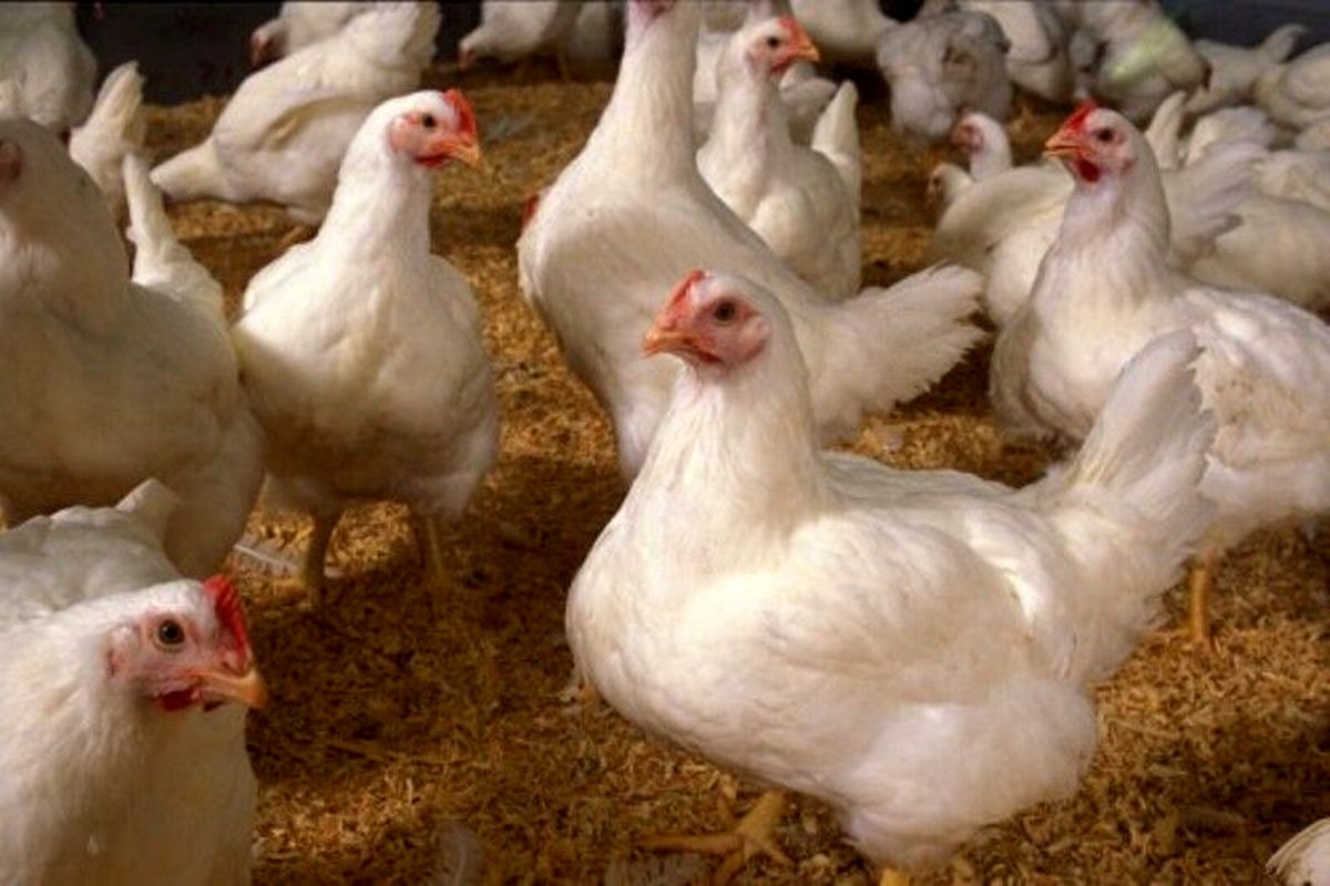 ۲۱۰۰ قطعه مرغ زنده قاچاق در بم کشف شد