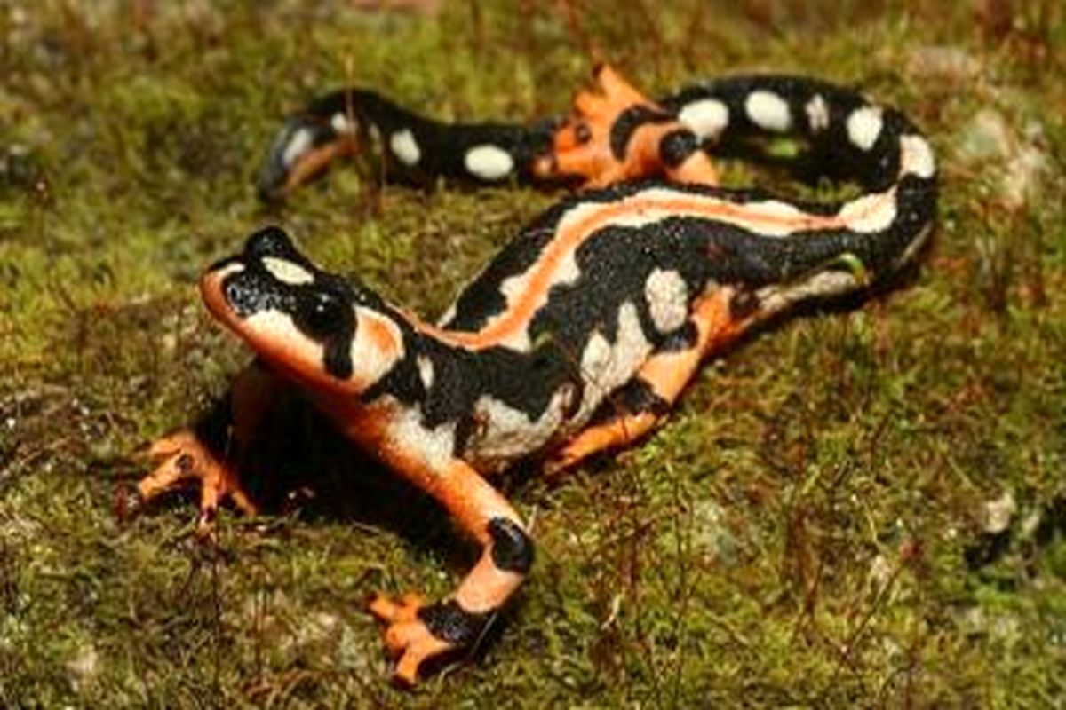 تشدید نظارت بر زیستگاه های سمندر لرستانی