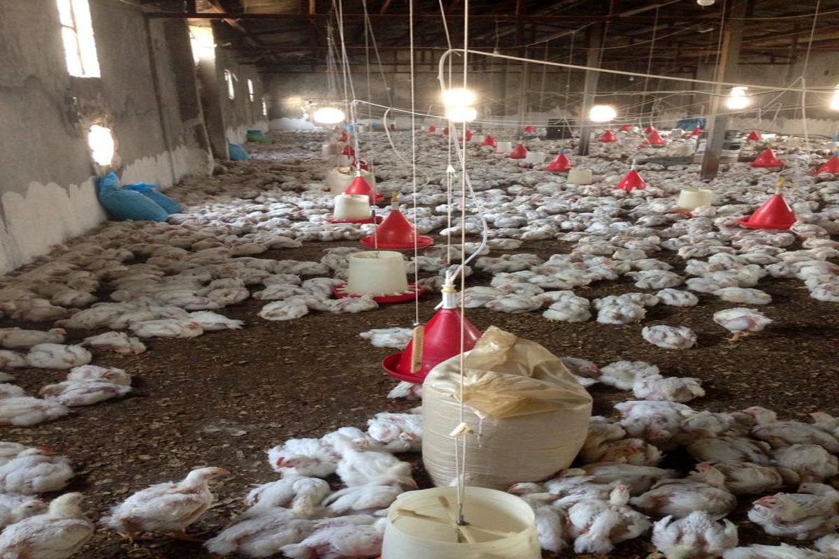 راه اندازی مجدد یک واحد پرورش مرغ گوشتی در شهرستان پردیس