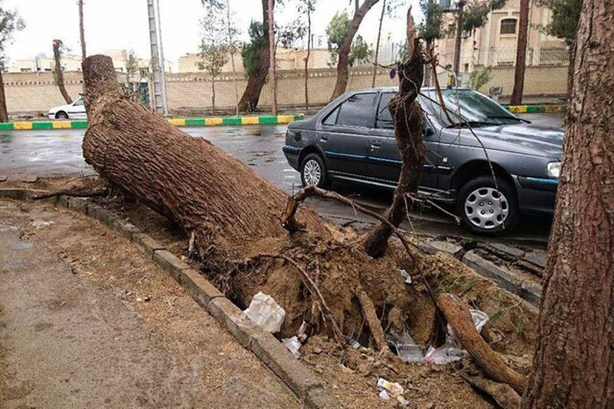 طوفان سبب شکستگی ۱۹۵ اصله درخت در زاهدان شد