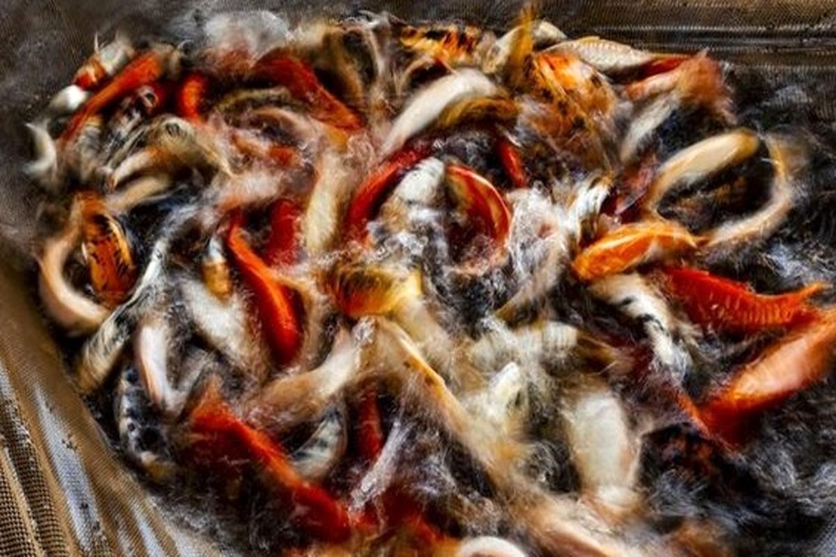 ماهی‌ها می‌توانند ناقل ویروس و باکتری‌ها باشند/ مردم ماهی قرمز نخرند/ خریداری لاک پشت، سمندر و مار ماهی ممنوع/ لاک پشت گوش قرمز برای طبیعت مضر است