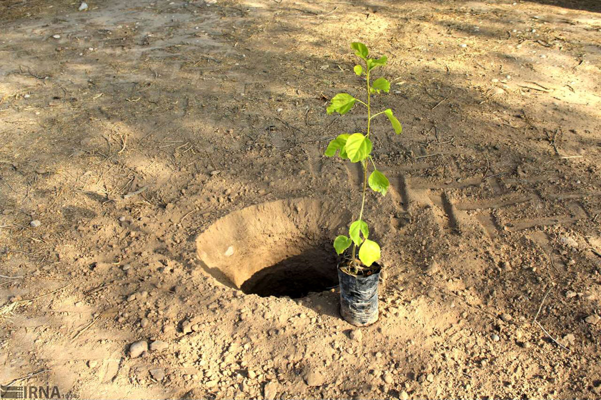 پویش «هر خانه، یک درخت» به مناسبت روز درختکاری در سمنان برگزار می‌شود