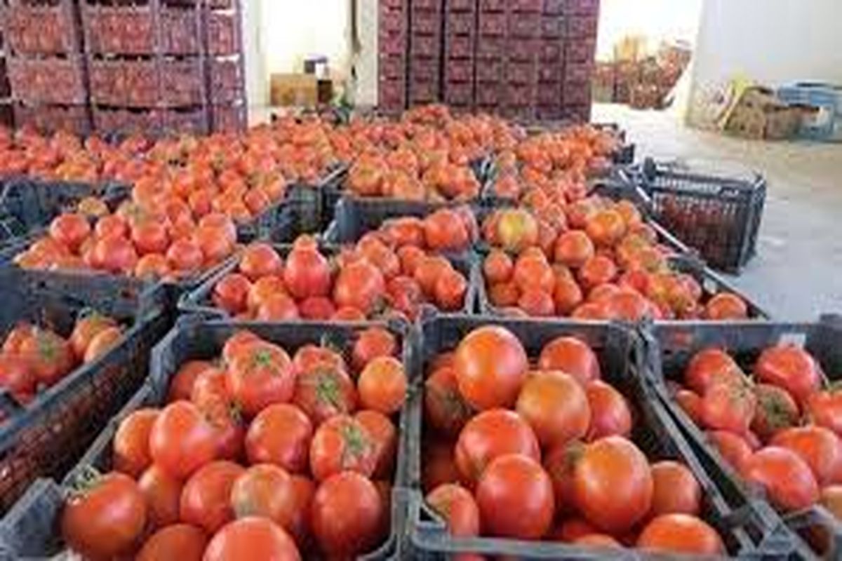 کشف تریاک از کامیون گوجه فرنگی!