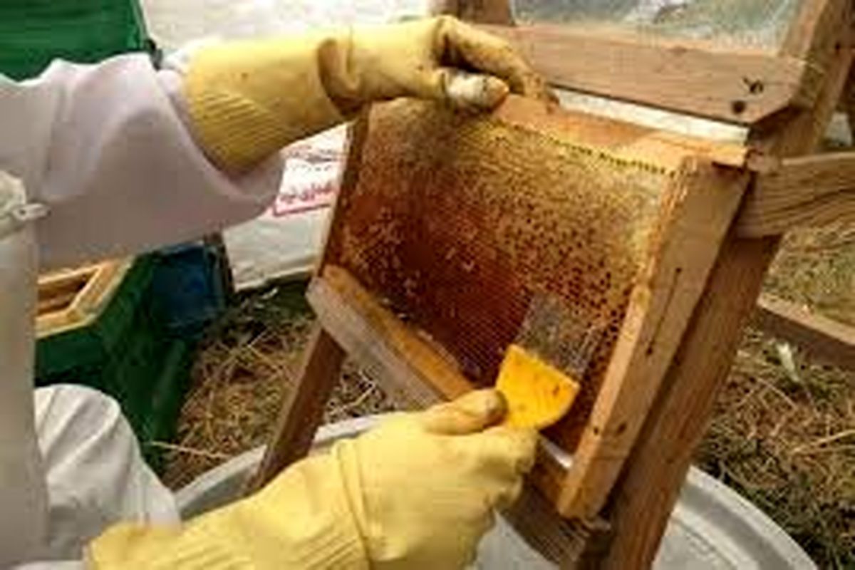 استقرار بیش از ۴۵۰هزار کندوی زنبور عسل در دامن طبیعت خوی