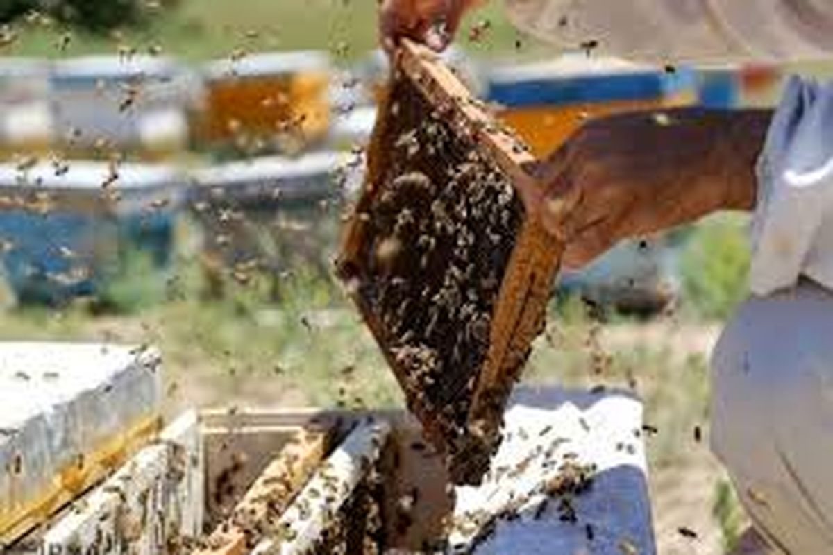 سالانه ۹۰۰ تن عسل در قزوین تولید می شود
