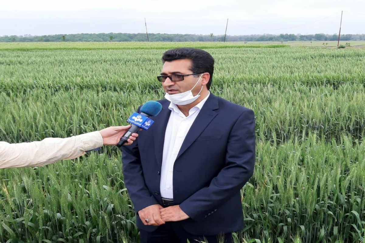 تولید ۱۰ رقم بذر گندم کشور در شهرستان پارس آباد