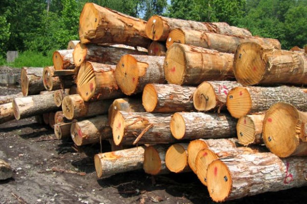 کشف ۵۰ تن چوب قاچاق در علی آباد