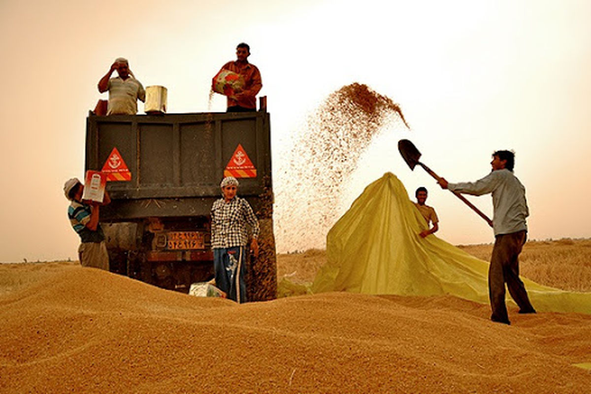 خرید گندم از مرز ۸ هزار تن گذشت/ پیش بینی افزایش تولید و خرید گندم و کلزا