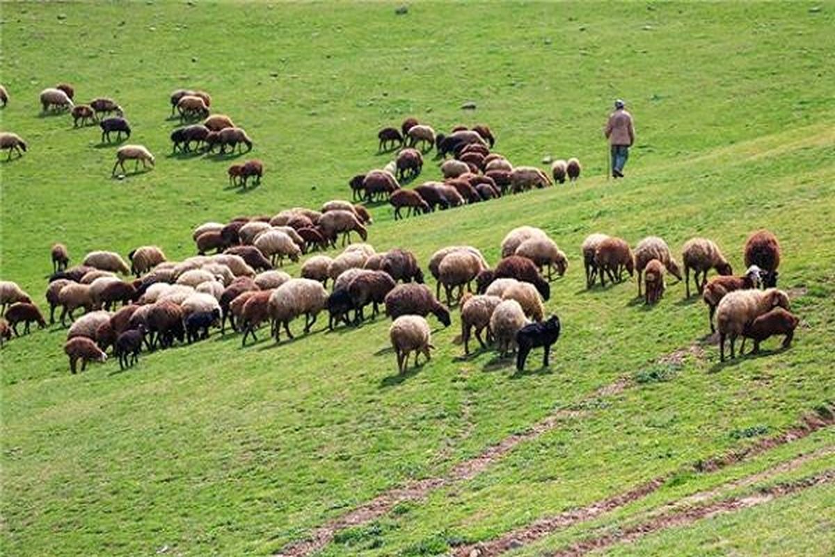 افزایش تولید علوفه در مراتع غرب مازندران