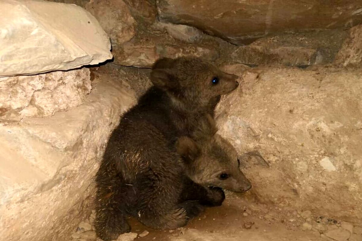 بازگشت توله خرس سرگردان به طبیعت