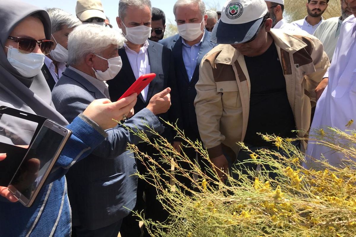 وزیر جهاد کشاورزی از کانون های مبارزه با ملخ صحرایی در شهرستان بمپور بازدیدکرد