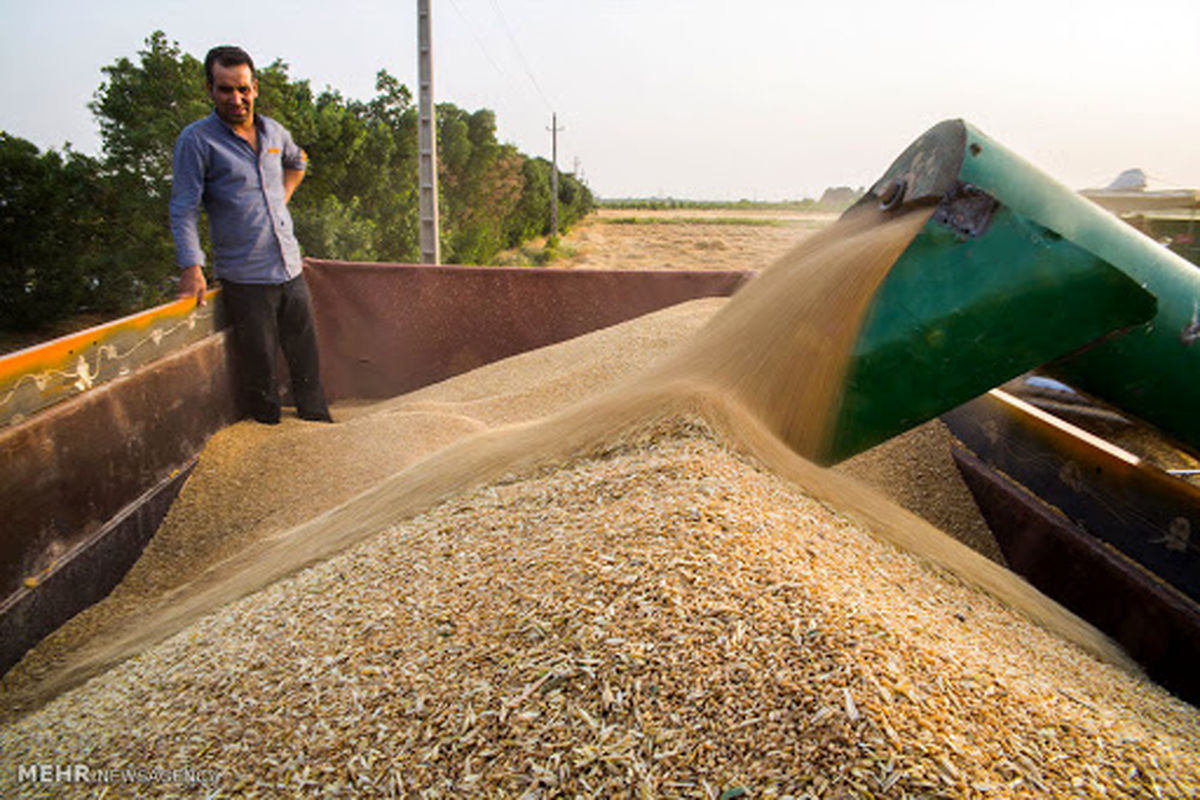 پیش بینی خرید ۱۴۰ هزار تن گندم از کشاورزان شهرستان شوشتر