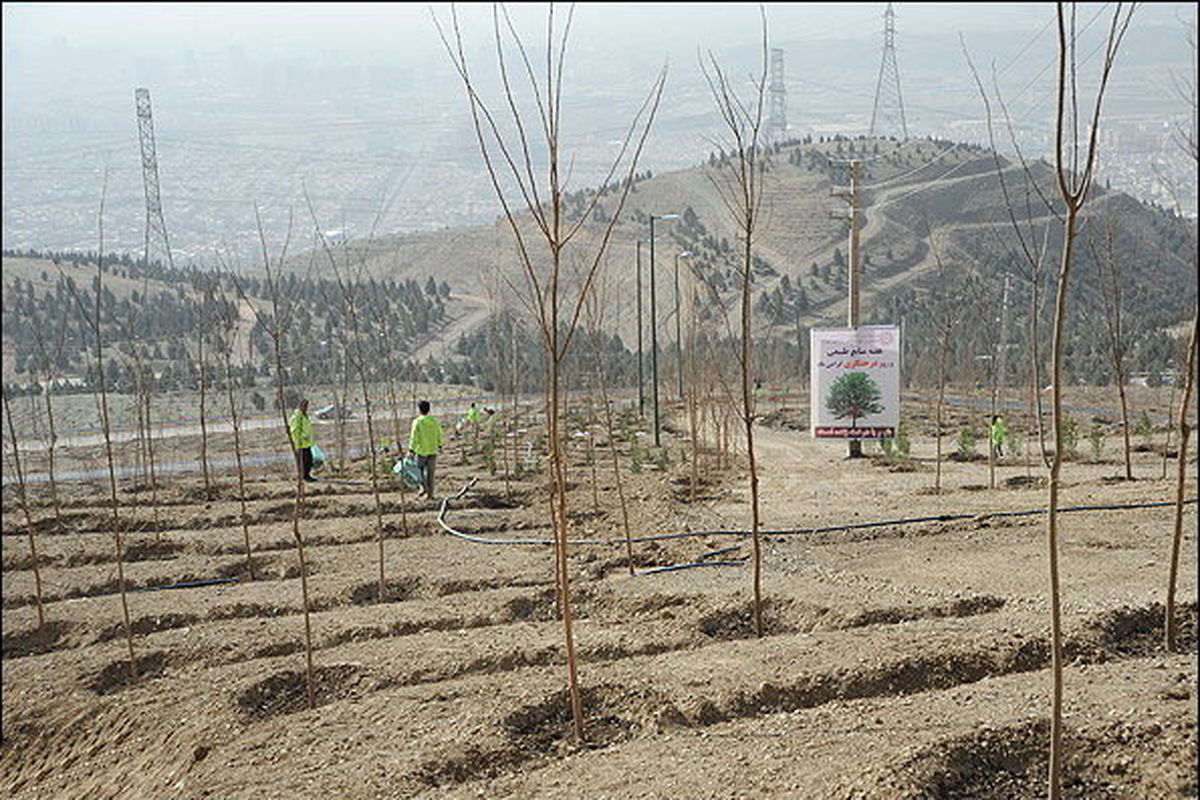 درختکاری در نوار مرزی دامنه جنوبی البرز