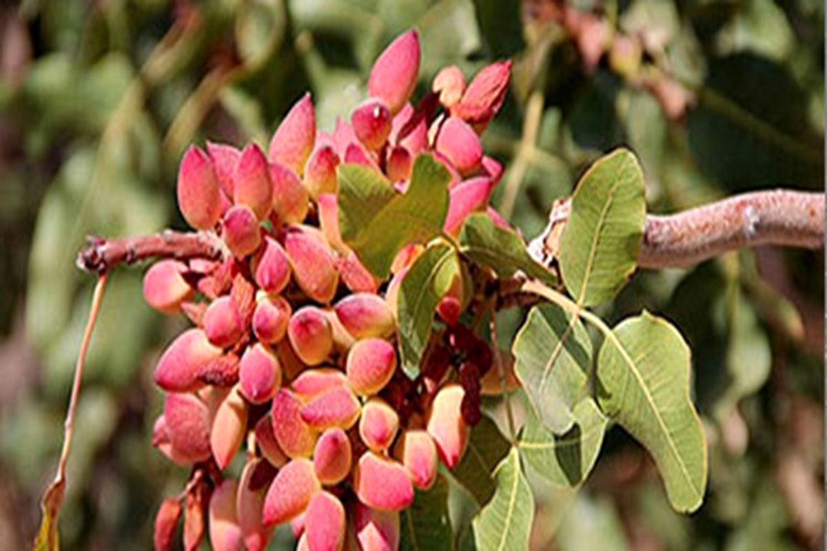 احداث بیش از ۱۷۰۰ هکتار باغ جدید پسته در سیستان وبلوچستان