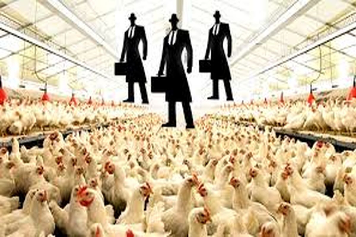 ضررهای میلیاردی در صنعت مرغ / جوجه ریزان و بی اعتنایی دولت