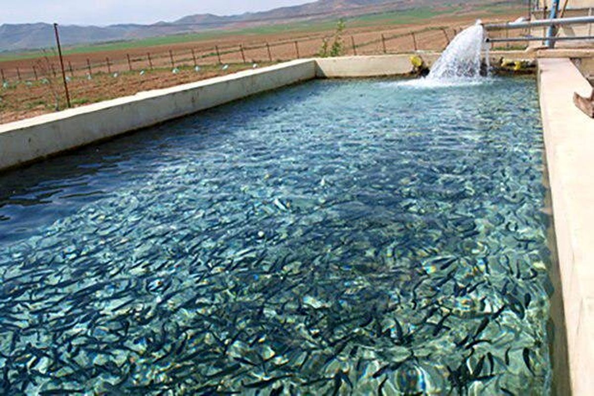 رهاسازی یک میلیون قطعه لارو ماهی در منابع آبی شهرستان فنوج