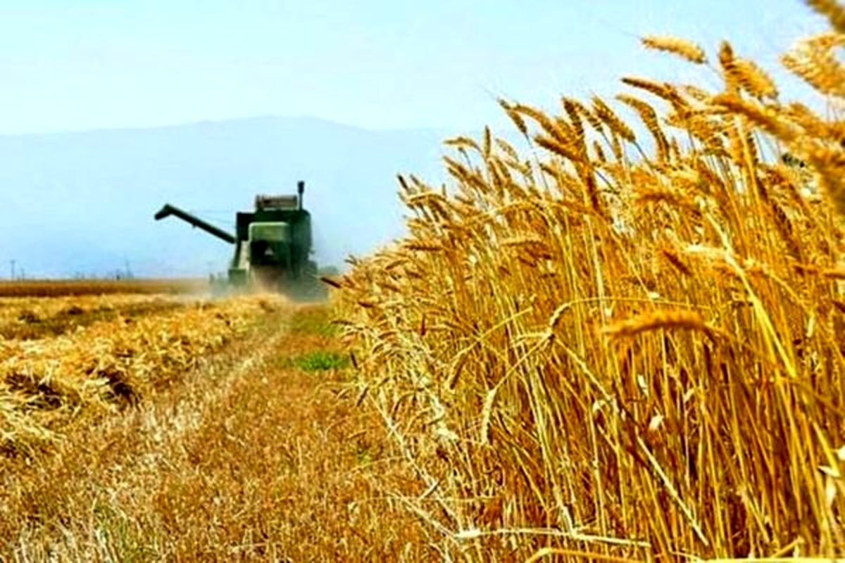 با نظارت‌های وزارت جهاد کشاورزی تولید گندم از مرز ۱۴ میلیون تن فراتر خواهد رفت