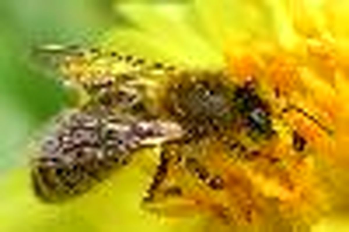 پوشش گیاهی و آب و هوای ایران مستعد صنعت زنبورداری