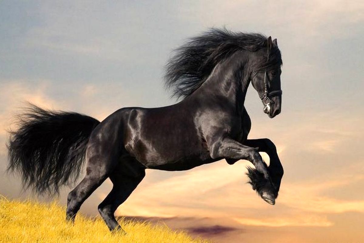 گران‌ترین اسب‌های دنیا + عکس