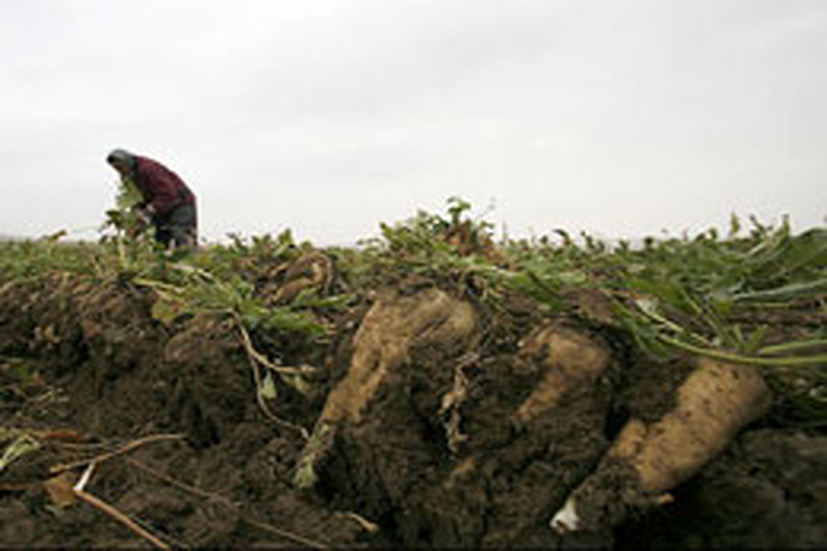 پیش‌بینی برداشت ۲ میلیون تن چغندر قند در آذربایجان‌غربی