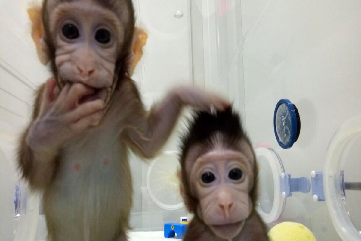 ربودن نمونه‌ خون بیماران کرونایی توسط میمون‌ها