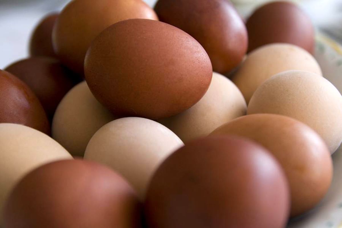 تخم مرغ سفید بخریم یا قهوه‌ای؟