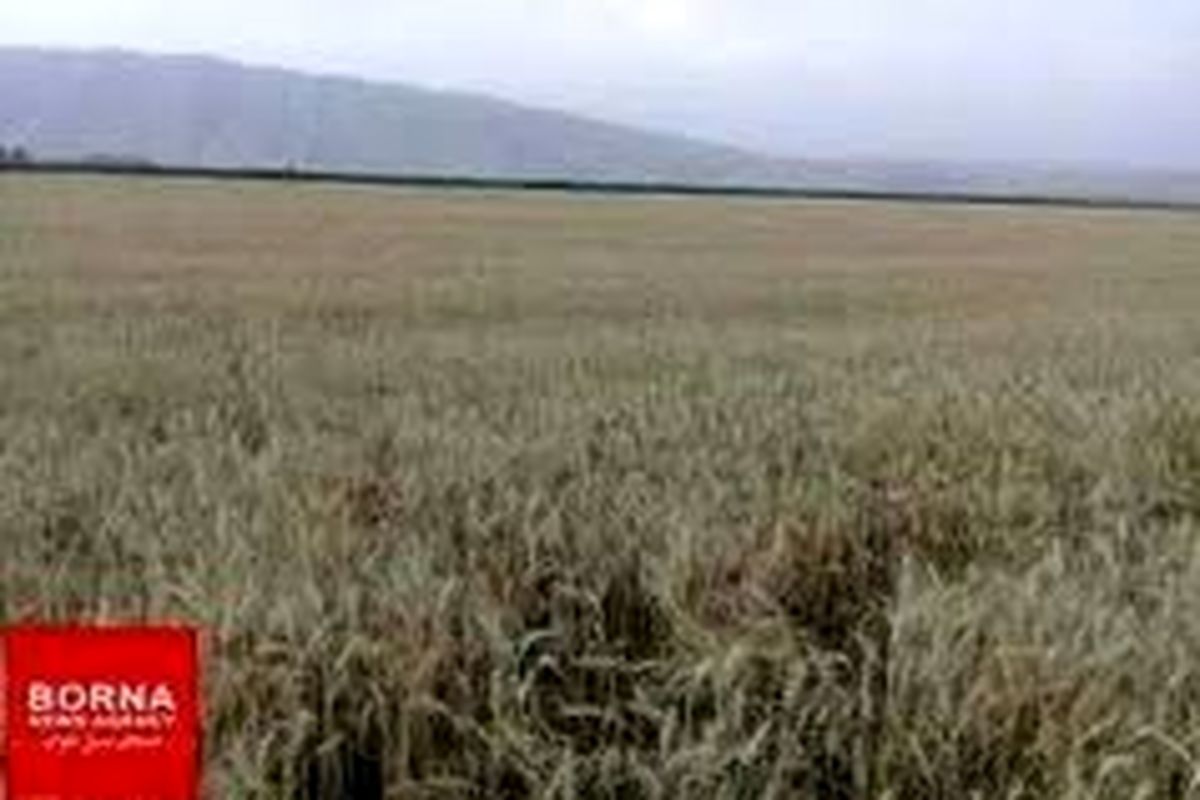 پیش بینی تولید ۶۷ هزار تن گندم در خرم آباد در سال زراعی جاری