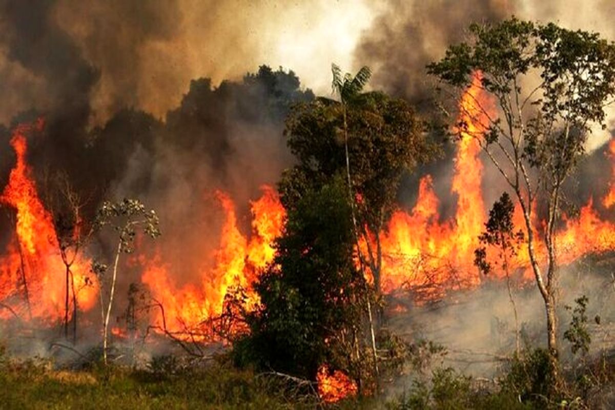 آتش سوزی سریالی این بار در جنگل های ماهورباشت